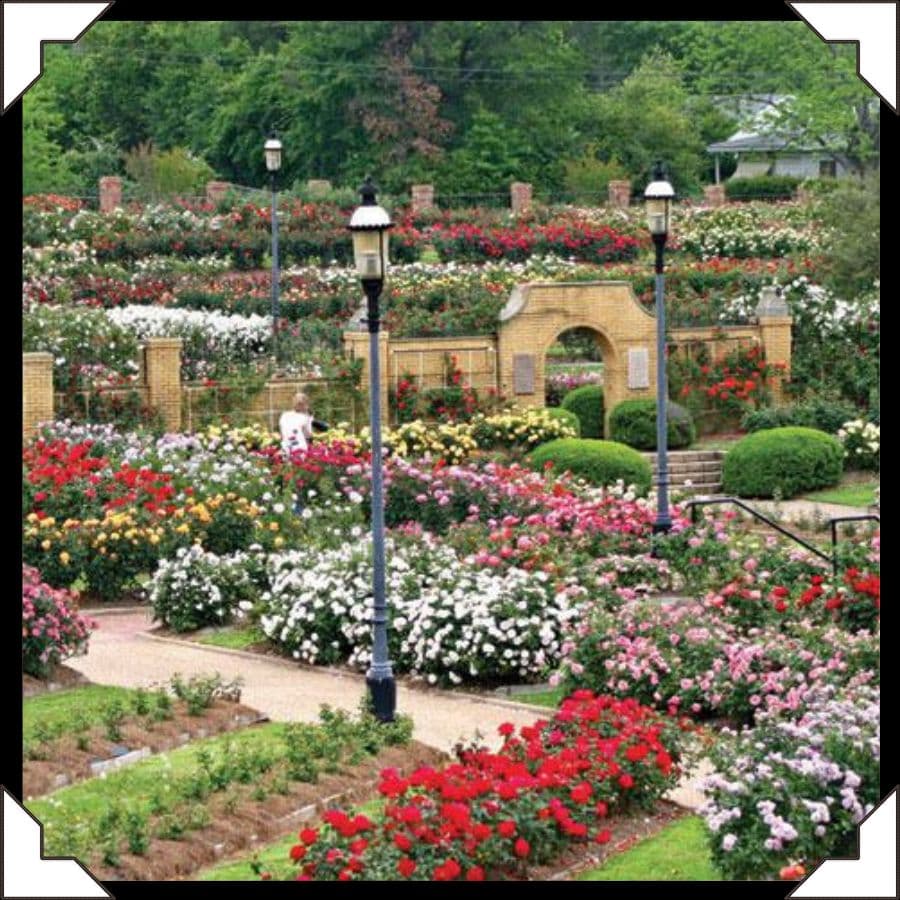 A vibrant rose garden filled with colorful blooms and pathways, featuring a person walking amidst the flowers.