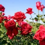 Vibrant red roses in full bloom against a clear blue sky.