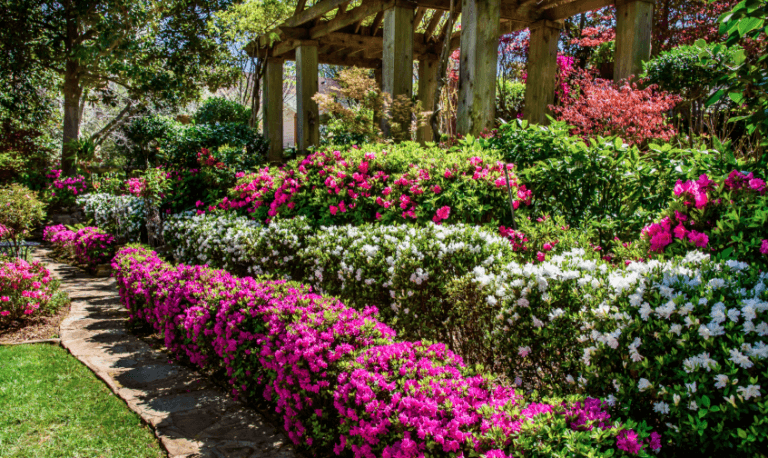 Gorgeous garden with white and pink shrubs and a wood pergola
