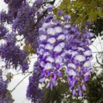 Bright wisteria flowers hanging in a tree in early spring