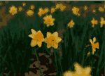 Daffodils