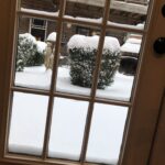 Snow on bushes looking out a doorway