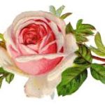 clip art Pink rose