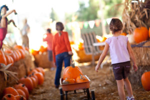 pumpkin patch