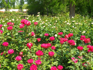 Redish rose bushes in the foreground with white rose bushes in the background