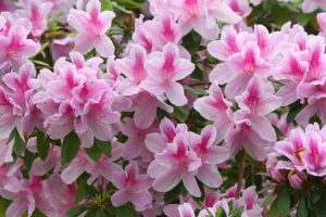 Pink Ruffle Azaleas