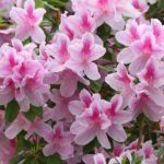 pink ruffled azaleas