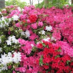 Azalea garden red, pink and white azaleas in full bloom