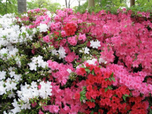 Red, pink and white azaleas in full bloom