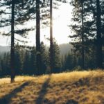 forest trees on a hillside