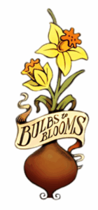 daffodil flower showing the bulb -the words bulbs in blooms