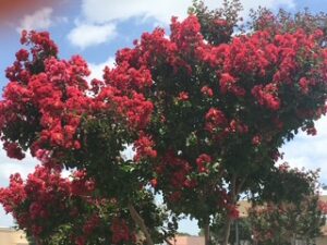 Pink Crepe Myrtle