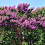 lavender crepe myrtle