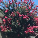 dwarf crepe myrtle
