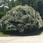 white crepe myrtle