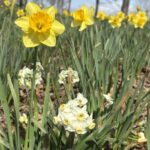 Yellow and white daffodils closeup