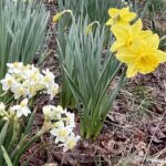 Daffodils at Mrs. Lee's Garden