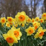 Yellow Daffodils