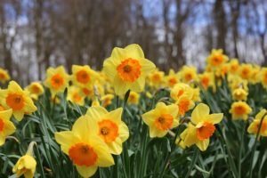 Field of daffodils 