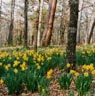 yellow daffodis in a field with trees