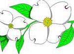 Dogwood image clipart