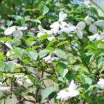 closeup of a dogwood tree in full bloom