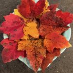fall leaves on a plate red orange and yellow