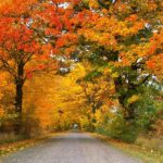 rural road surrounded by trees showing off Fall colors