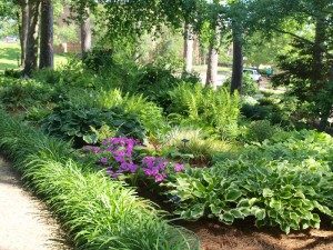 garden with various plants under shade and a path to the left