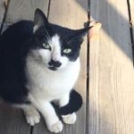 picture of our black and white cat groucho