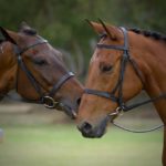 2 bridled horses heads