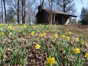 Cabin and daffodils