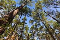 Piney woods looking up with a blue sky