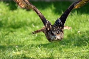 tyler state park owl