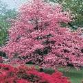 Beautiful Pinl Dogwood tree in full bloom