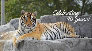 tiger on rocks celebrate 40 years