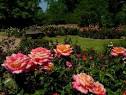 Roses at the Tyler Rose Garden