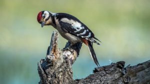 Red headed woodpecker on a limb