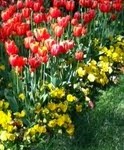 Garden with red tulips and yellow flowers below them