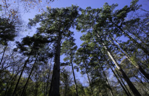 blue sky with several tall pine trees 
