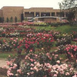 Many colors of roses with a building in the background-The Tyler Rose Garden